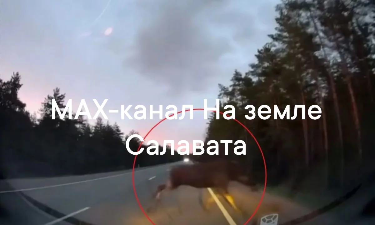 ‼️В Салаватском районе лось пробежал прямо перед носом автомашины

⚡️Происшествие случилось возле Ма