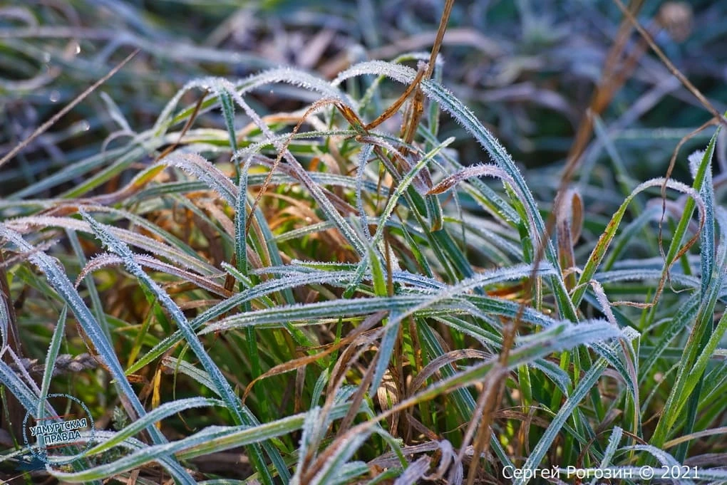 🥶 Этой ночью в Удмуртию придут заморозки