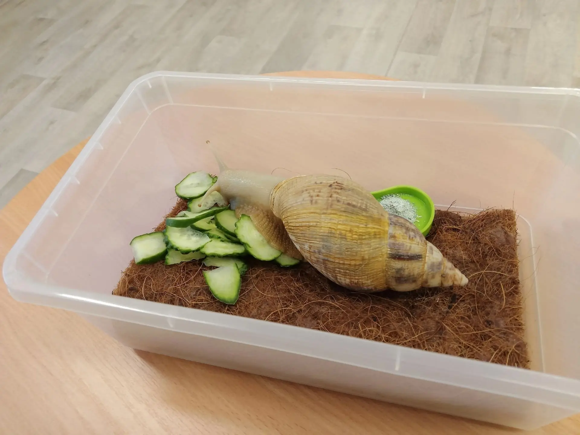🐌 День улиток — замечательный тематический день, который провели в группе "Светлячки".