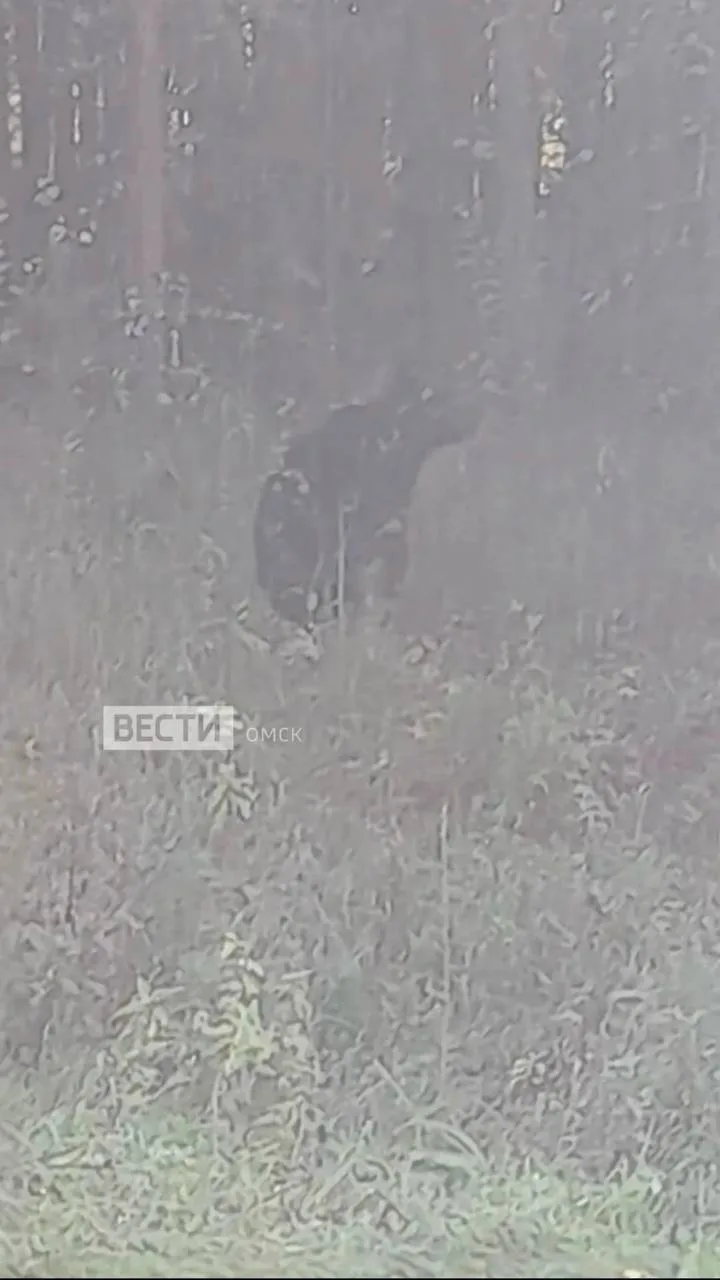 Медведя заметили у жилых домов в деревне Шуево 🐻