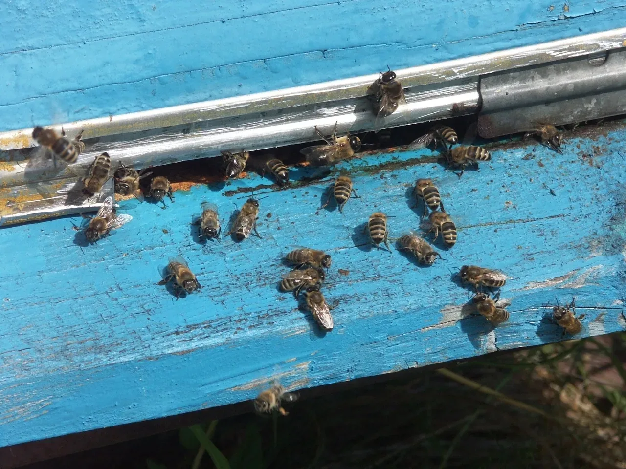 🐝Пчеловод из Черемисиновского района требует 11 млн рублей за гибель насекомых