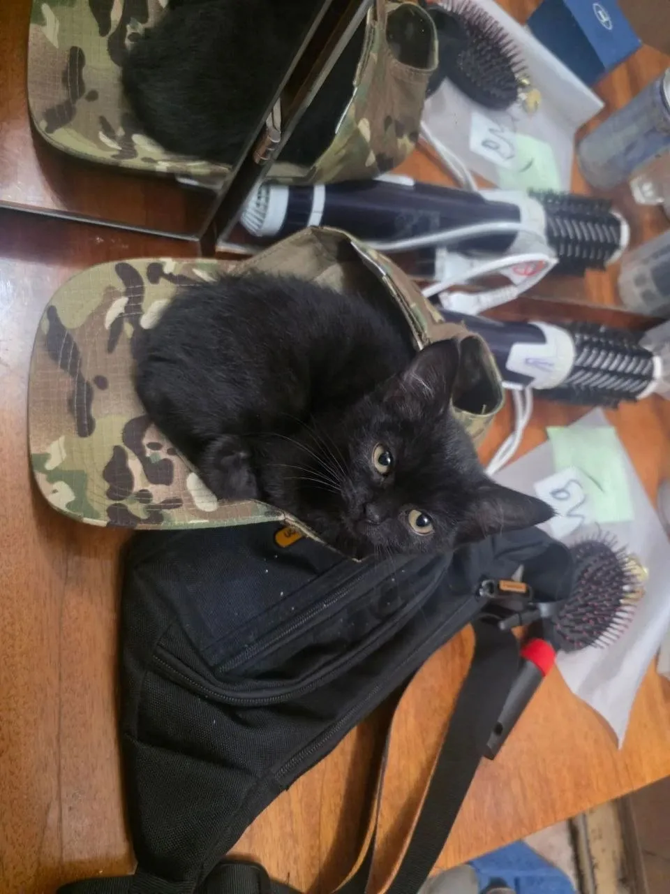 Отдам срочно котёнка в добрые руки, на вид месяца 2, к лотку приучен, очень ласковый, а...