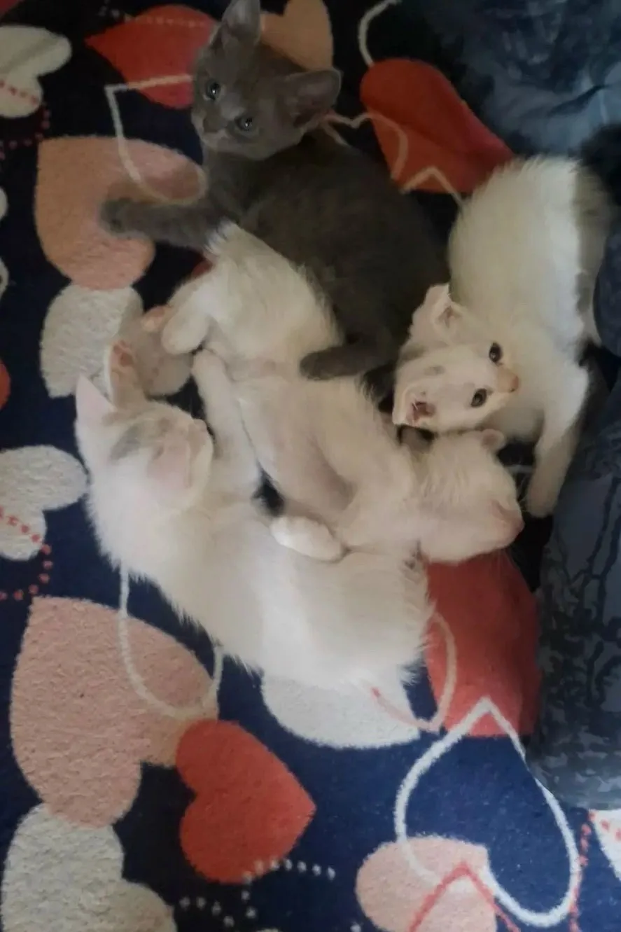 Отдают котят в добрые и заботливые руки 🐱