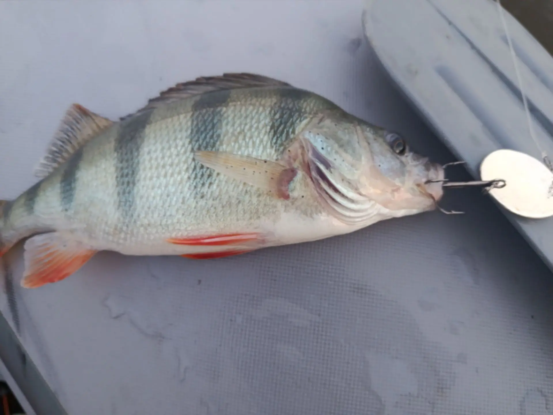 «Доброго времени суток, друзья! 🎣