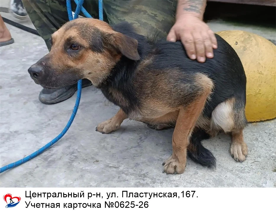 04.09.2026 был отлов собак по адресам: