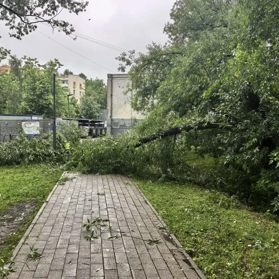 У Школьного пруда упали деревья.

Прислать новость