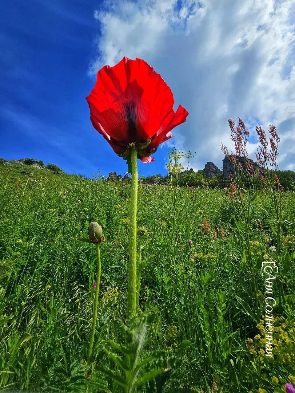 ☀️Как говорят психологи, день непременно нужно украшать яркими красками.
(с)

Прицветниковый мак (Pa