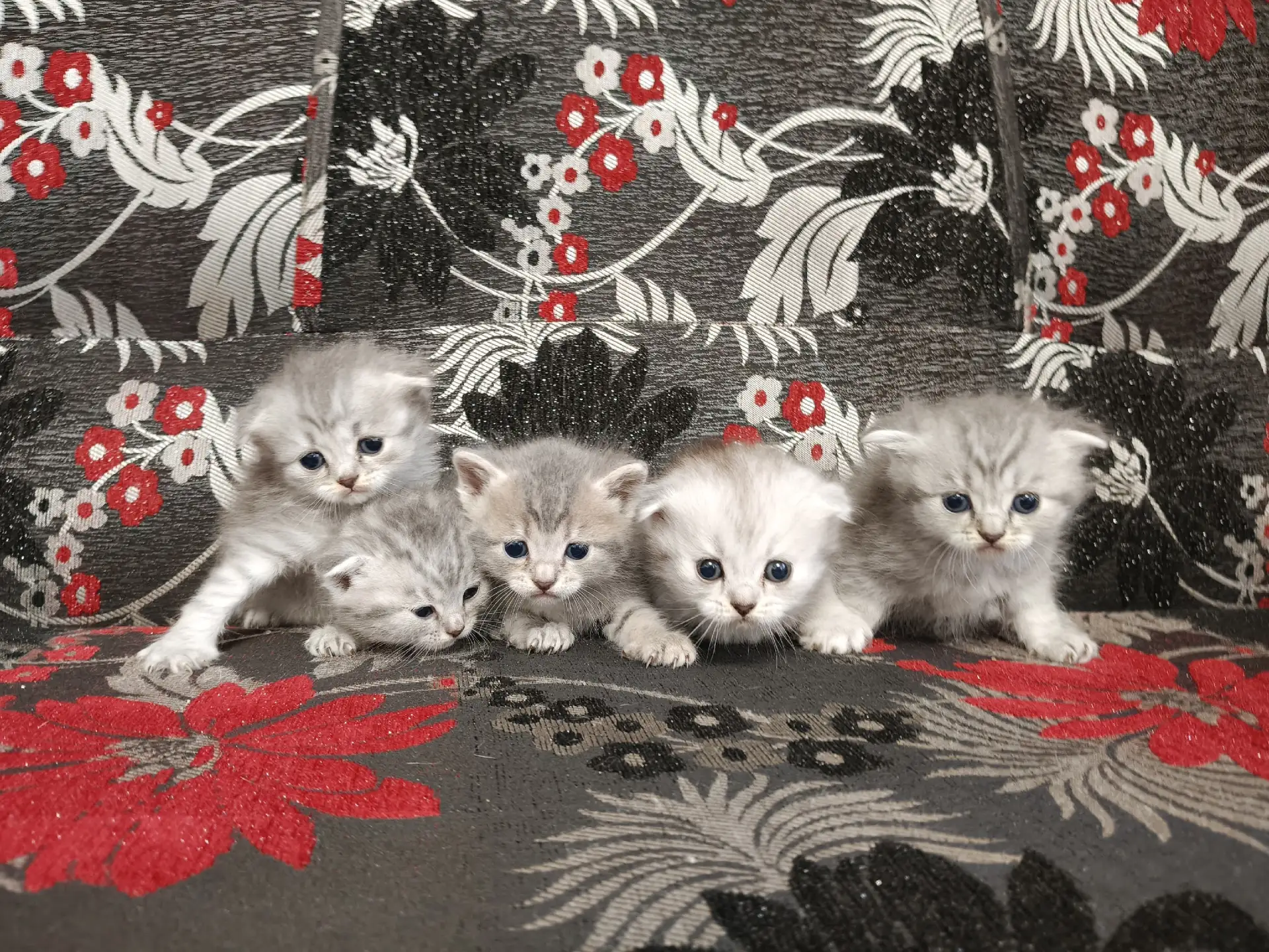 Британские котята, цена 2500. Звоните 89207399975