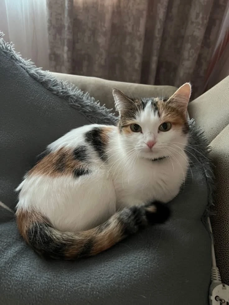 #КотикПодписчика 🥰