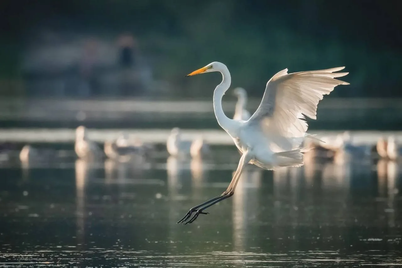😍 Белокрылые гости устроили вечернюю фотосессию под Липецком