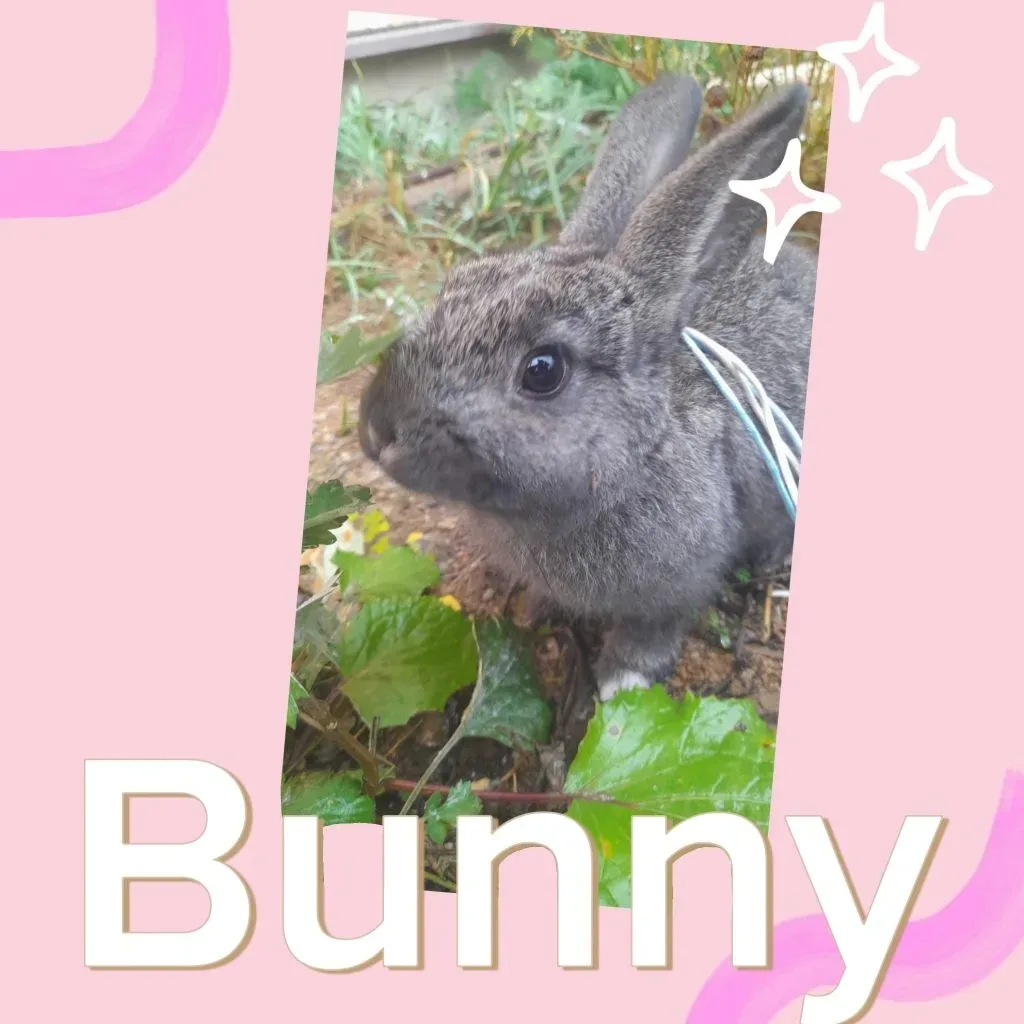 🐰 30 мая  в Bunny Boba — особенный гость!