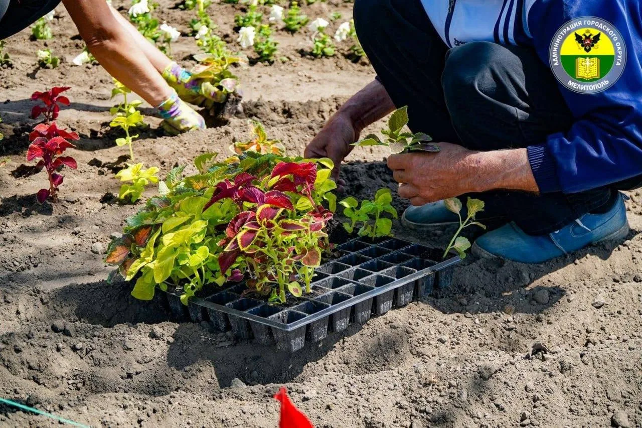 🌹🌼🌺🌸  Мелитополь становится ярче!  В городе продолжают активно высаживать цветы!  Сотрудники МКУ «Бл