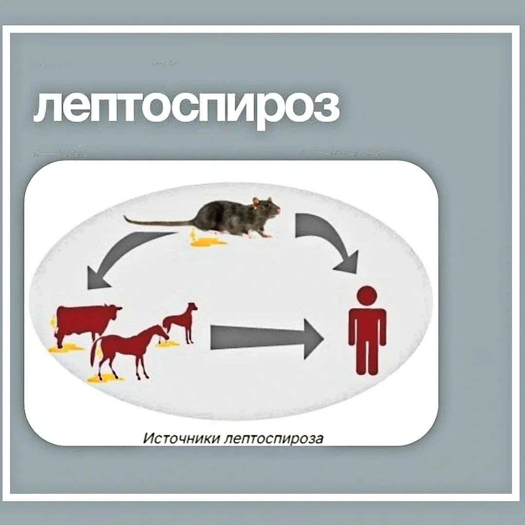 🛑 ЛЕПТОСПИРОЗ!