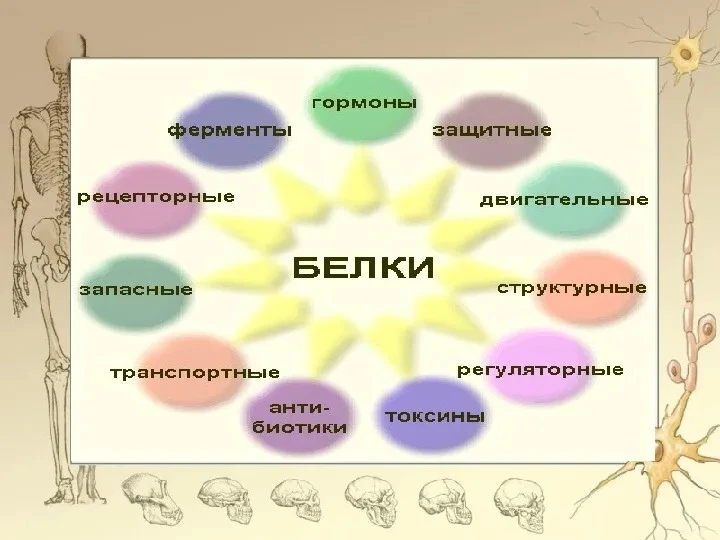 БЕЛОК ВСЕМОГУЩИЙ