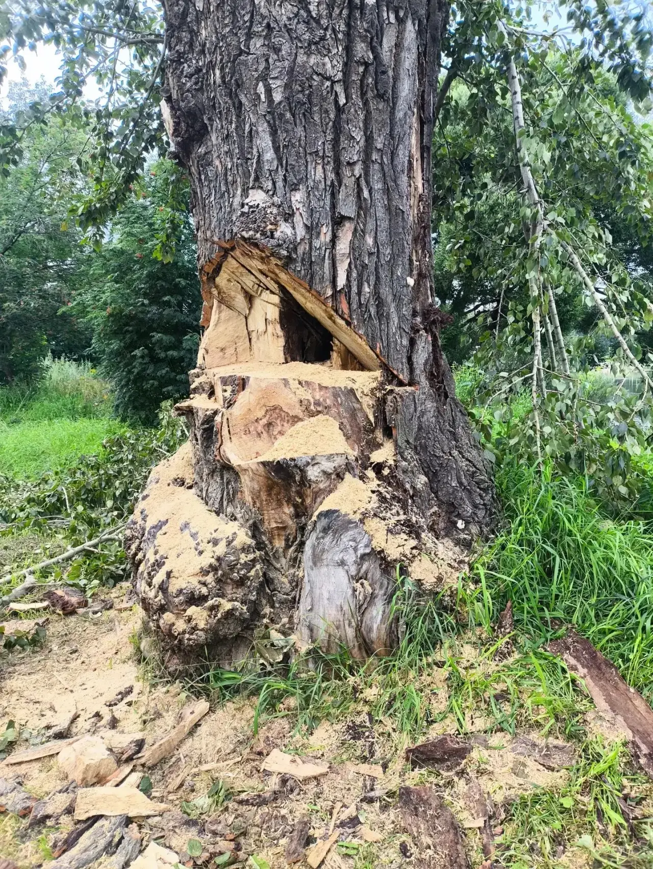 🌳 На фото и видео — снос аварийных крупногабаритных деревьев и вывоз их с помощью автокрана

Из‑за 