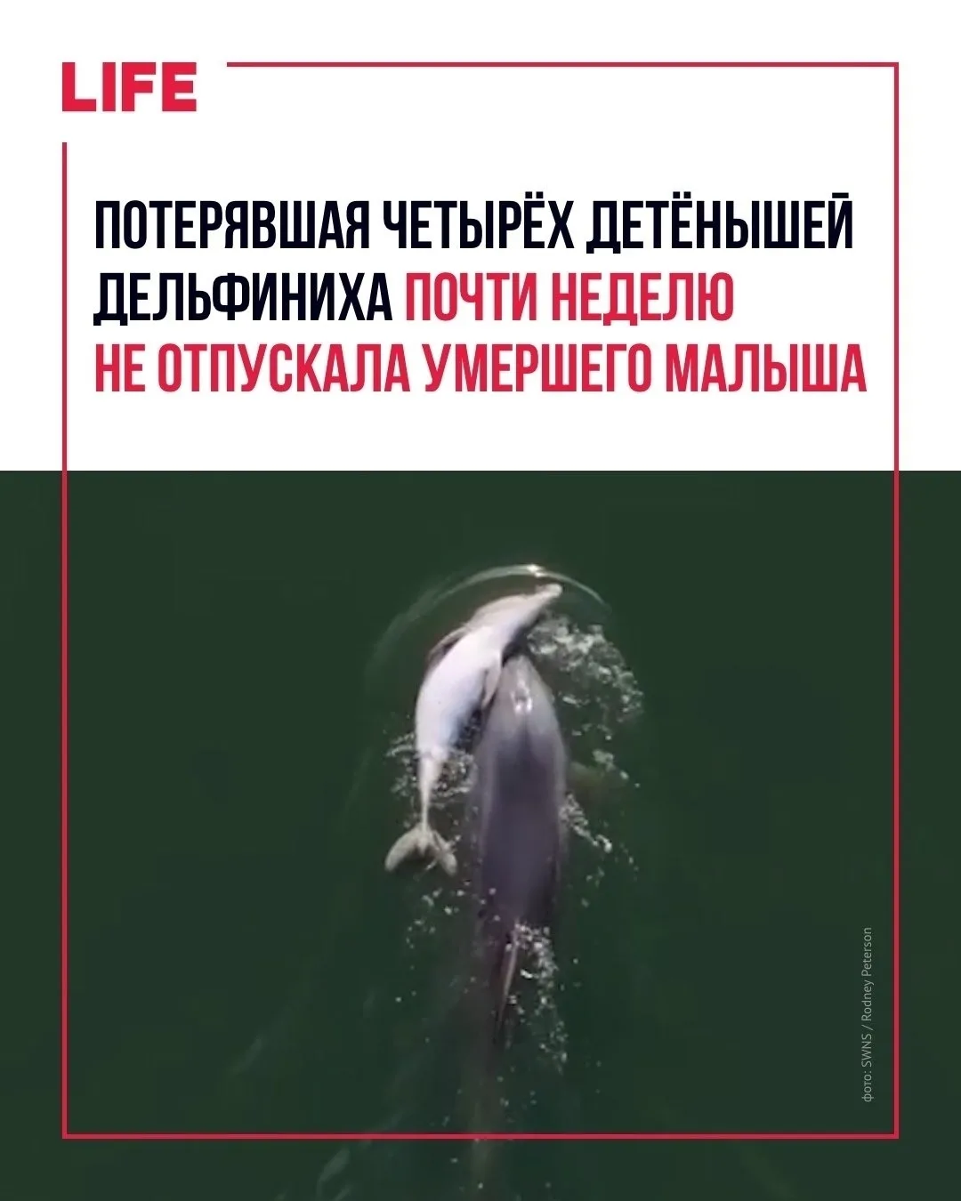 Самка дельфина по кличке Фрэггл почти неделю не расставалась с телом погибшего детёныша...