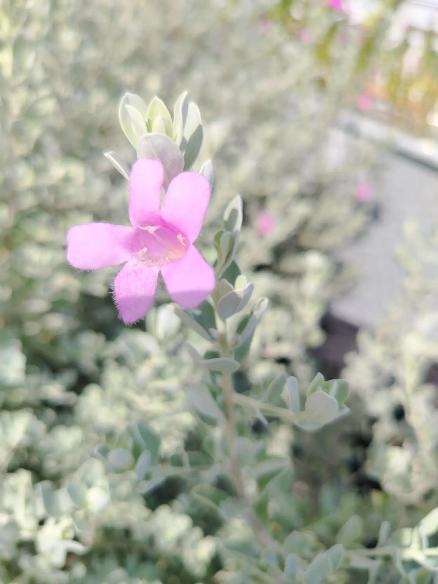 Доброе утро! 🌿🌺🌿