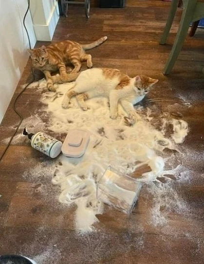 Коты хотели блинчиков напечь, но передумали, решили лечь...