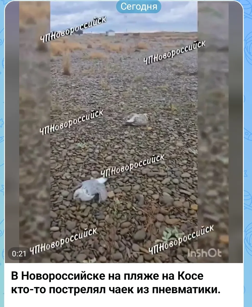 В ходе мониторинга сети Интернет полицейскими выявлена публикация, автор которой сообща...