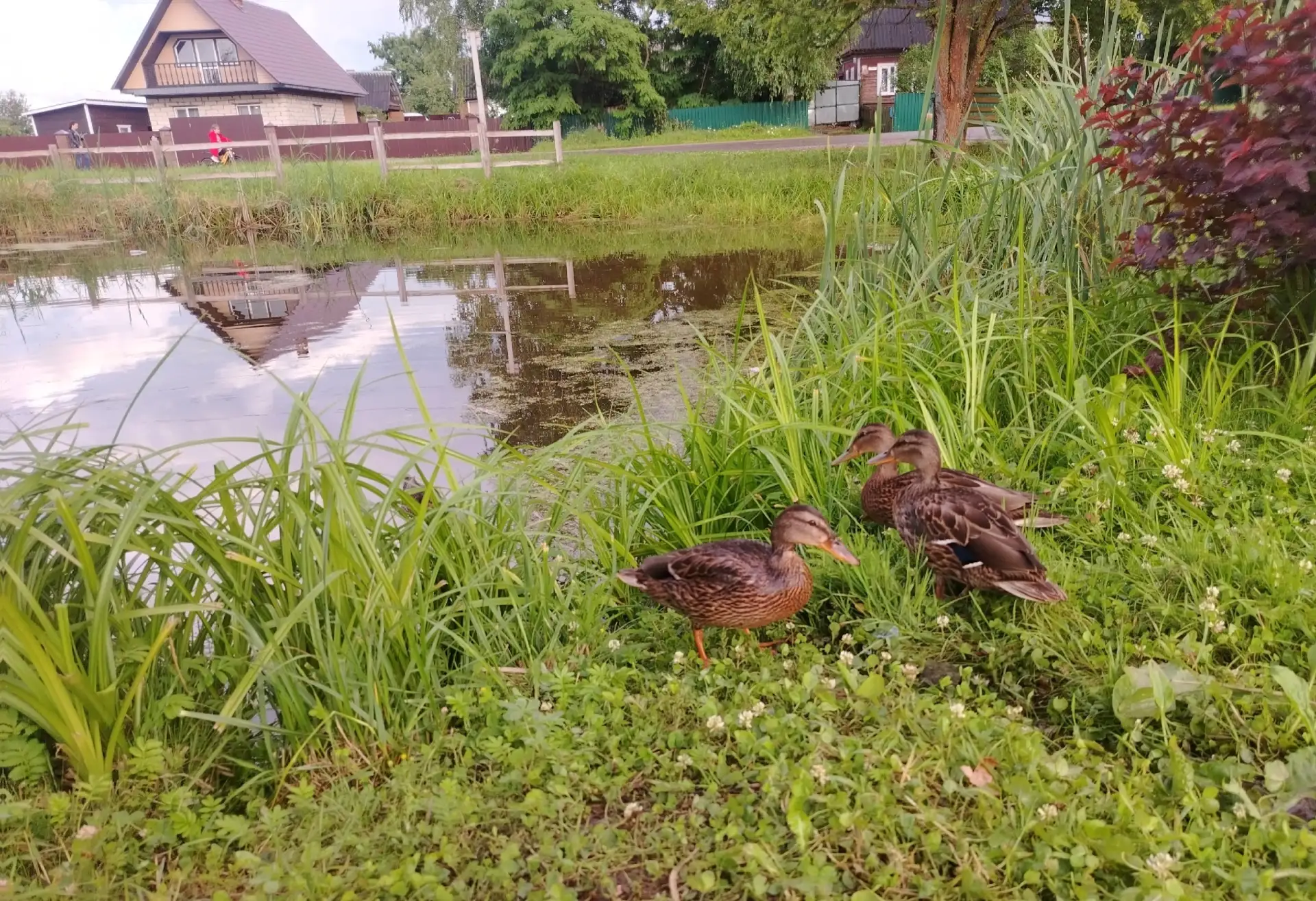 Задачка на внимательность от усвятской газеты «Новая жизнь» 

🦆 Фотографию в редакции газеты подпис