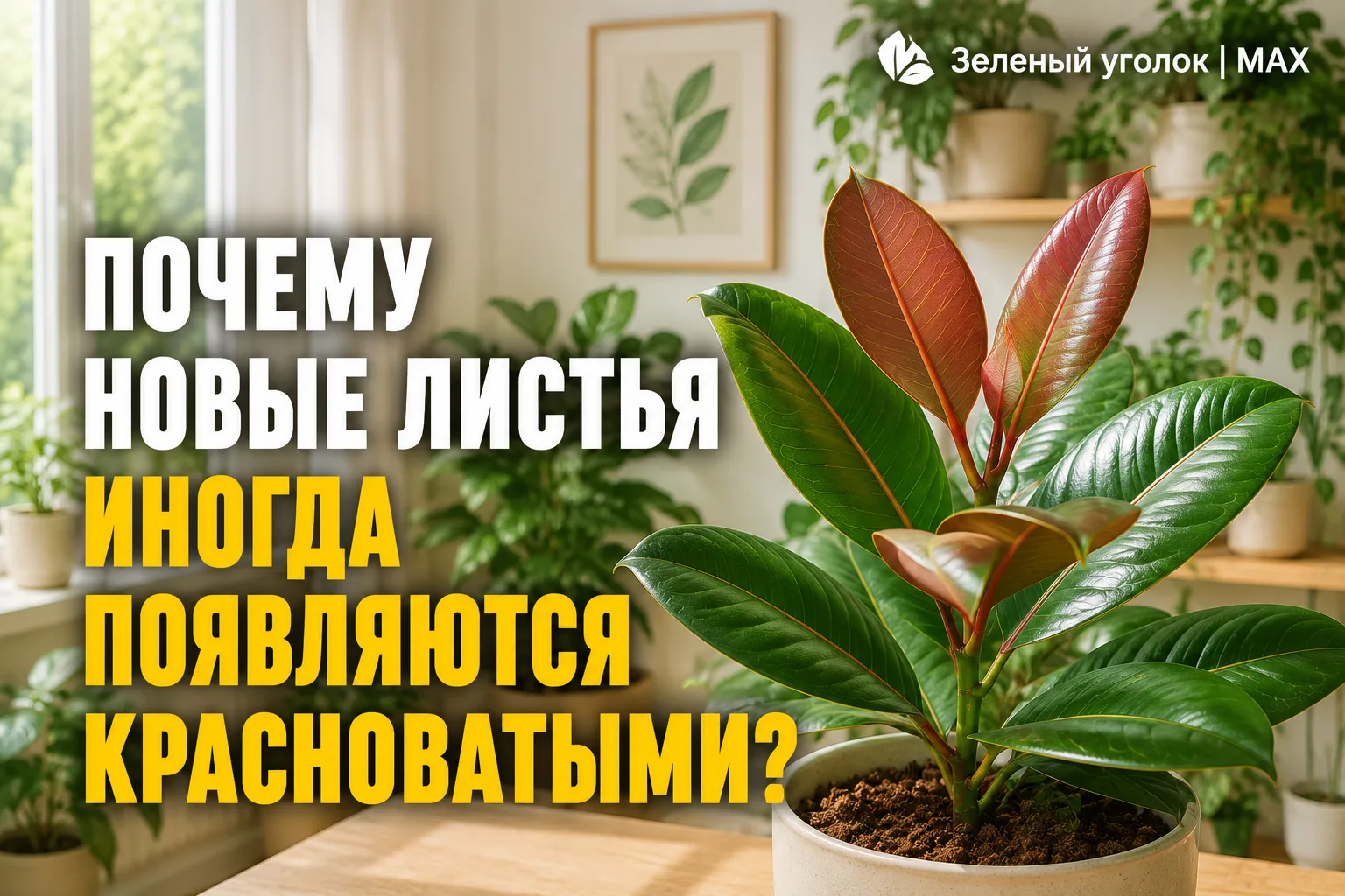 🌿 ПОЧЕМУ НОВЫЕ ЛИСТЬЯ ИНОГДА ПОЯВЛЯЮТСЯ КРАСНОВАТЫМИ?

Это совершенно нормально.

У многих растений