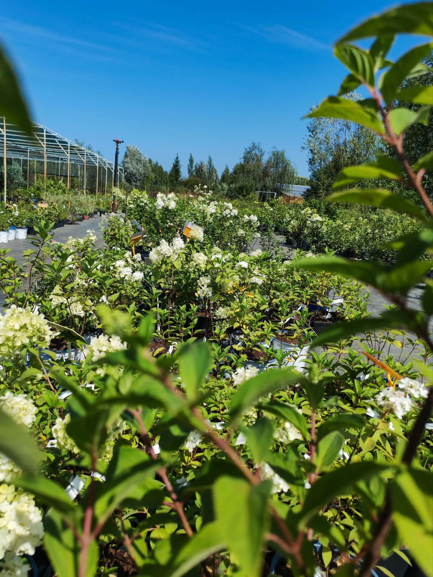 🌺 На ВСЕ ГОРТЕНЗИИ - скидка 10%! 🌺