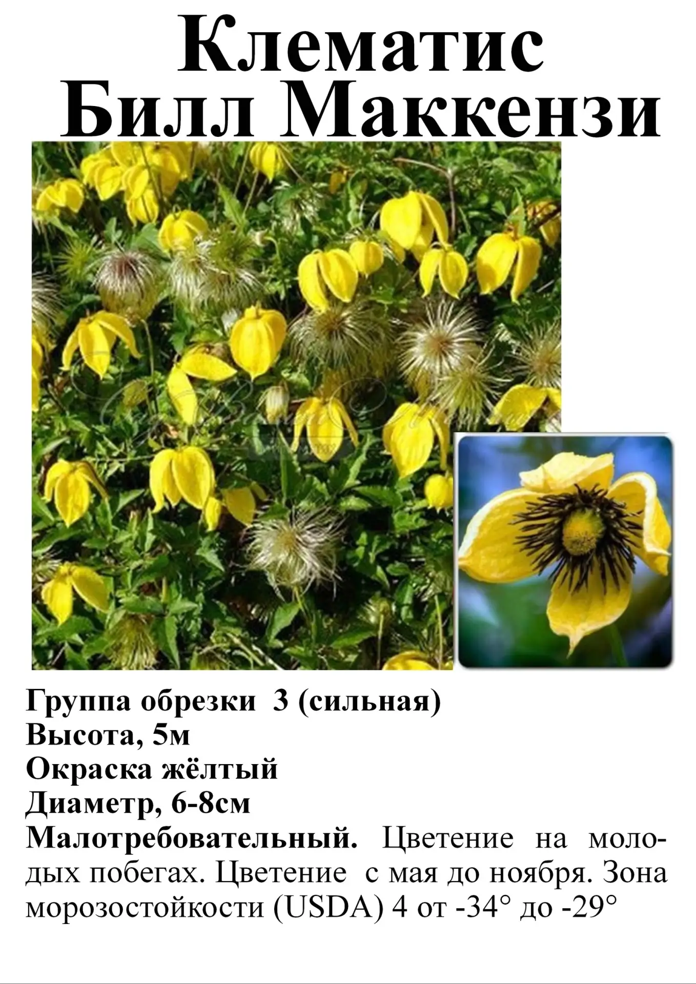 Клематисы в ассортименте.