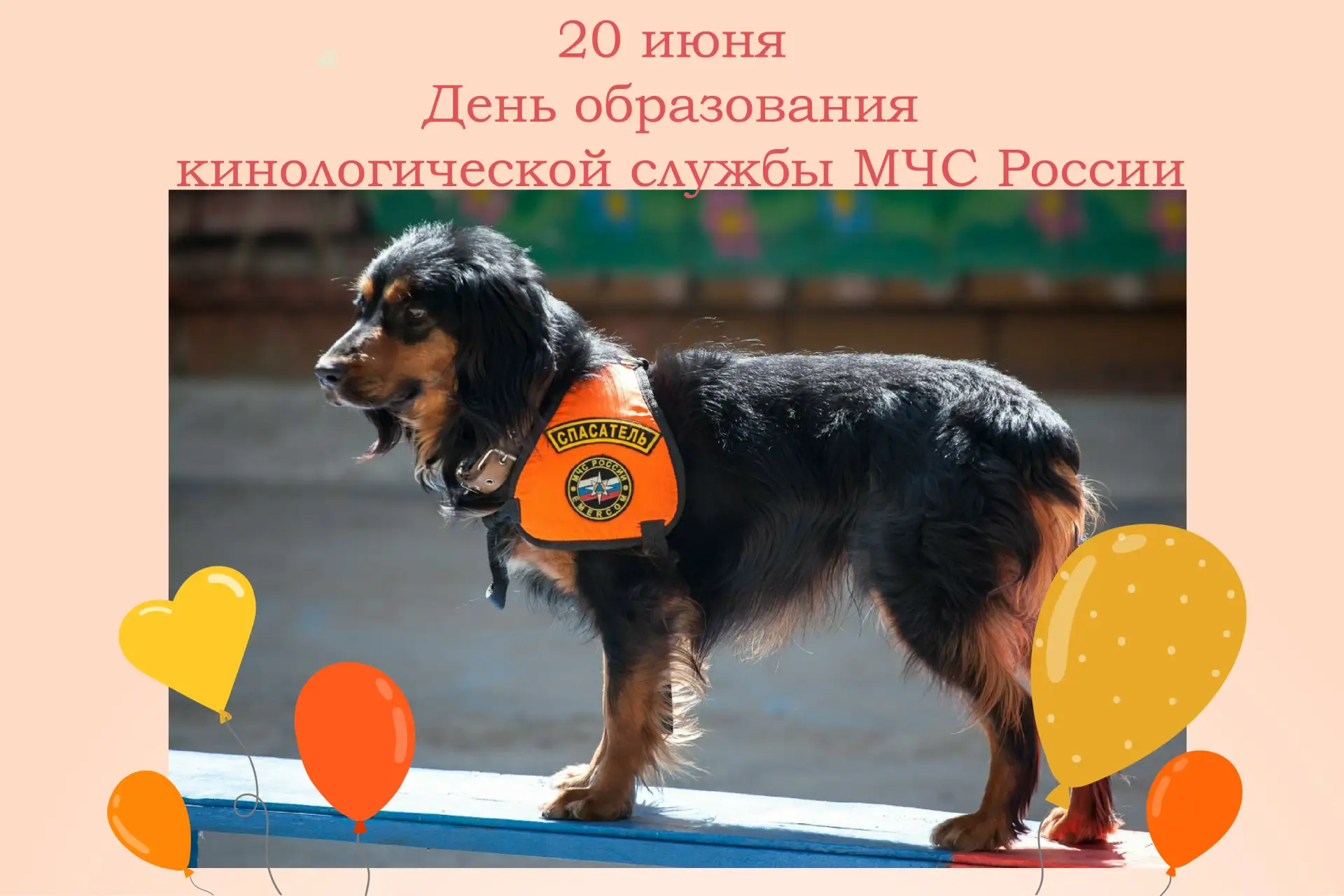Кинологическая служба МЧС России отмечает 30-летие 🙌🐶

20 июня кинологическая служба МЧС России от
