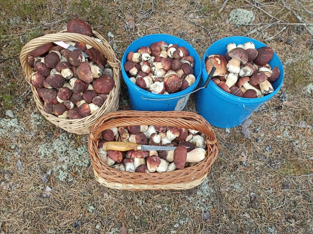 🍄‍🟫Целые корзинки белых собирают в Приозерском районе