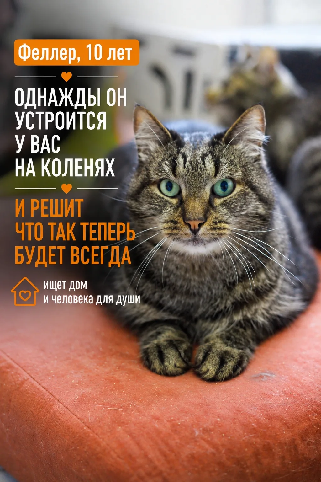 Вы очень нравитесь Феллеру. Да, вот так сразу, без предварительного знакомства и ухажив...
