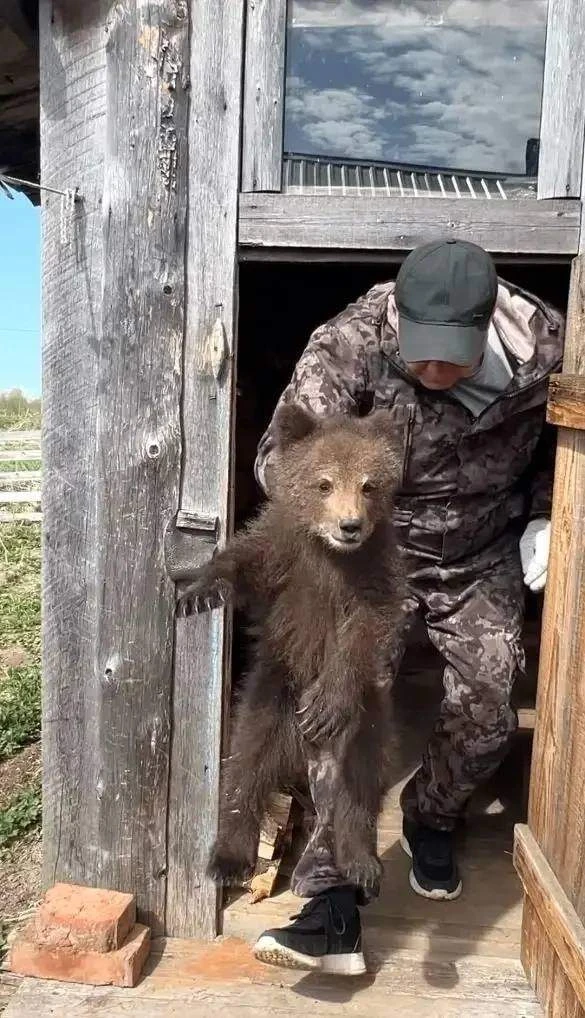 🐻 Давайте вместе выберем имя для спасённого медвежонка из Усть‑Куломского района!  Сейчас малыш в бе