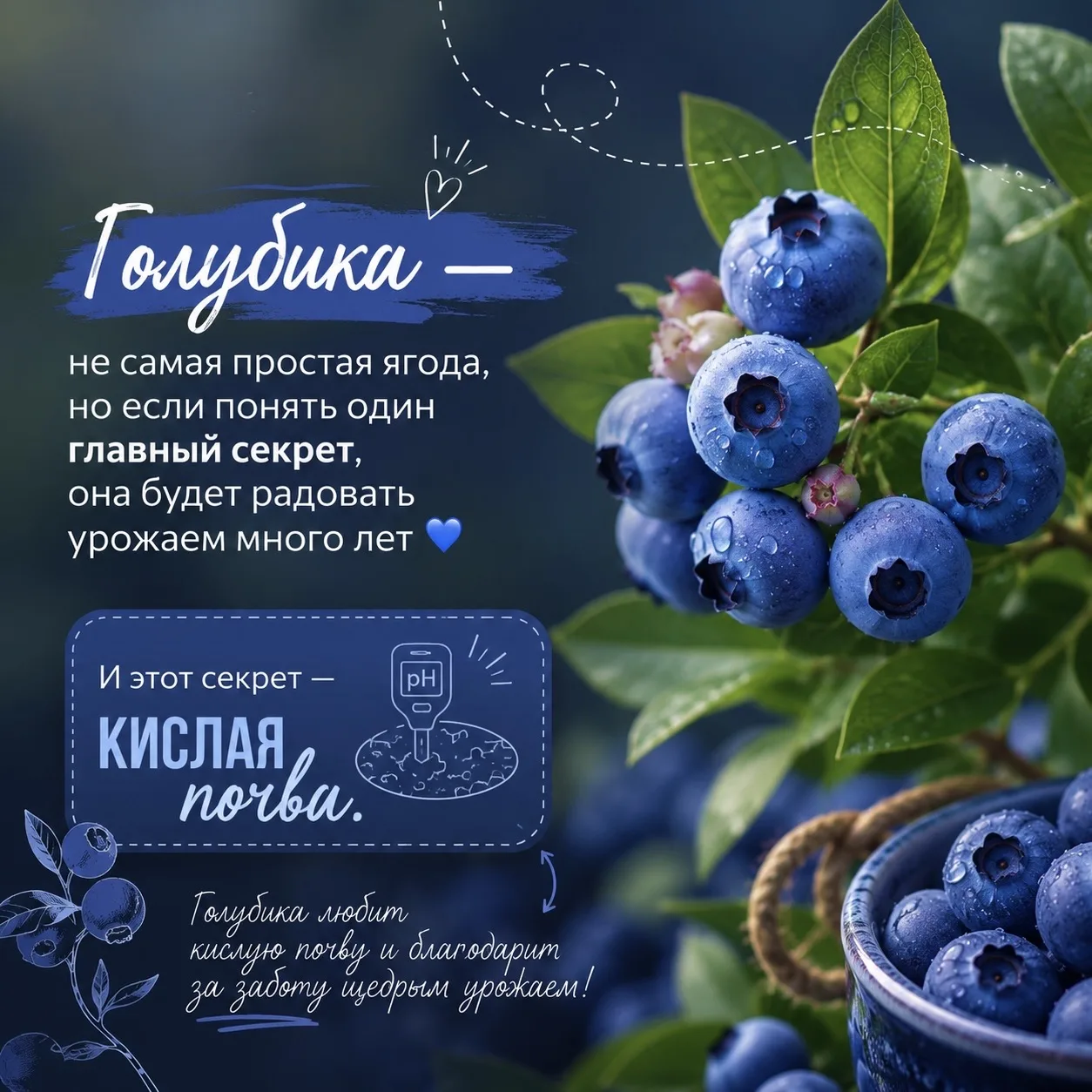 🫐 Сохраняйте карточки – расписали весь базовый уход за голубикой 💙