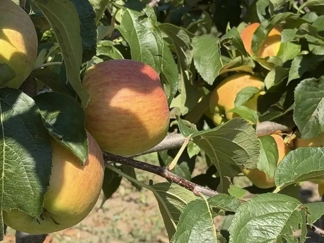 787 ТОНН ЯБЛОК СОБРАЛИ АГРАРИИ НА СТАВРОПОЛЬЕ 🍏

Работы идут в Георгиевском, Изобильненском, Кировс