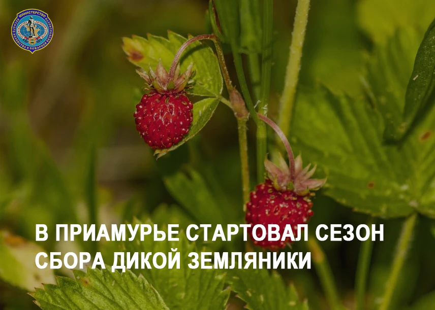 🍓В Приамурье стартовал сезон сбора дикой земляники

В лесах Амурской области начинается сезон сбора