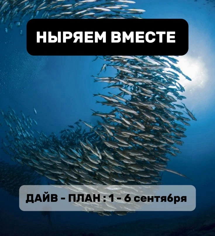 📅 НЫРЯЕМ ВМЕСТЕ: ДАЙВ-ПЛАН НА НЕДЕЛЮ