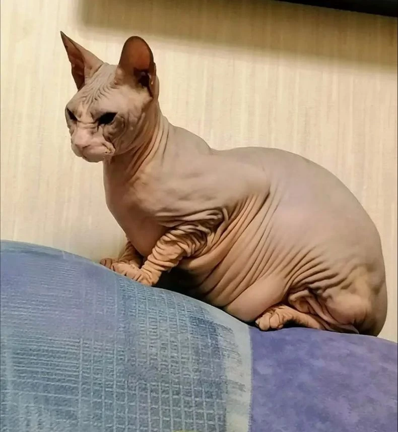 Кастрированный сфинкс. Отдают по причине астмы у ребёнка 😭