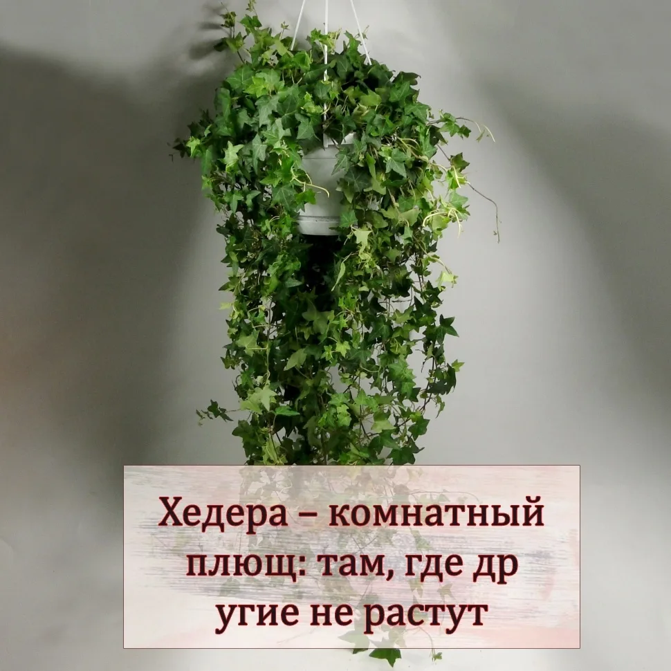 Хедеpa, или комнaтный плющ, — популярное неприхотливое растение в городских квартирах. Его часто выр