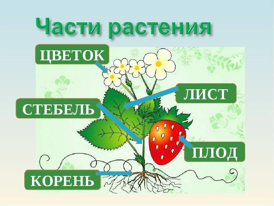 📚 Большая папка из 7 пособий Окружающий мир: