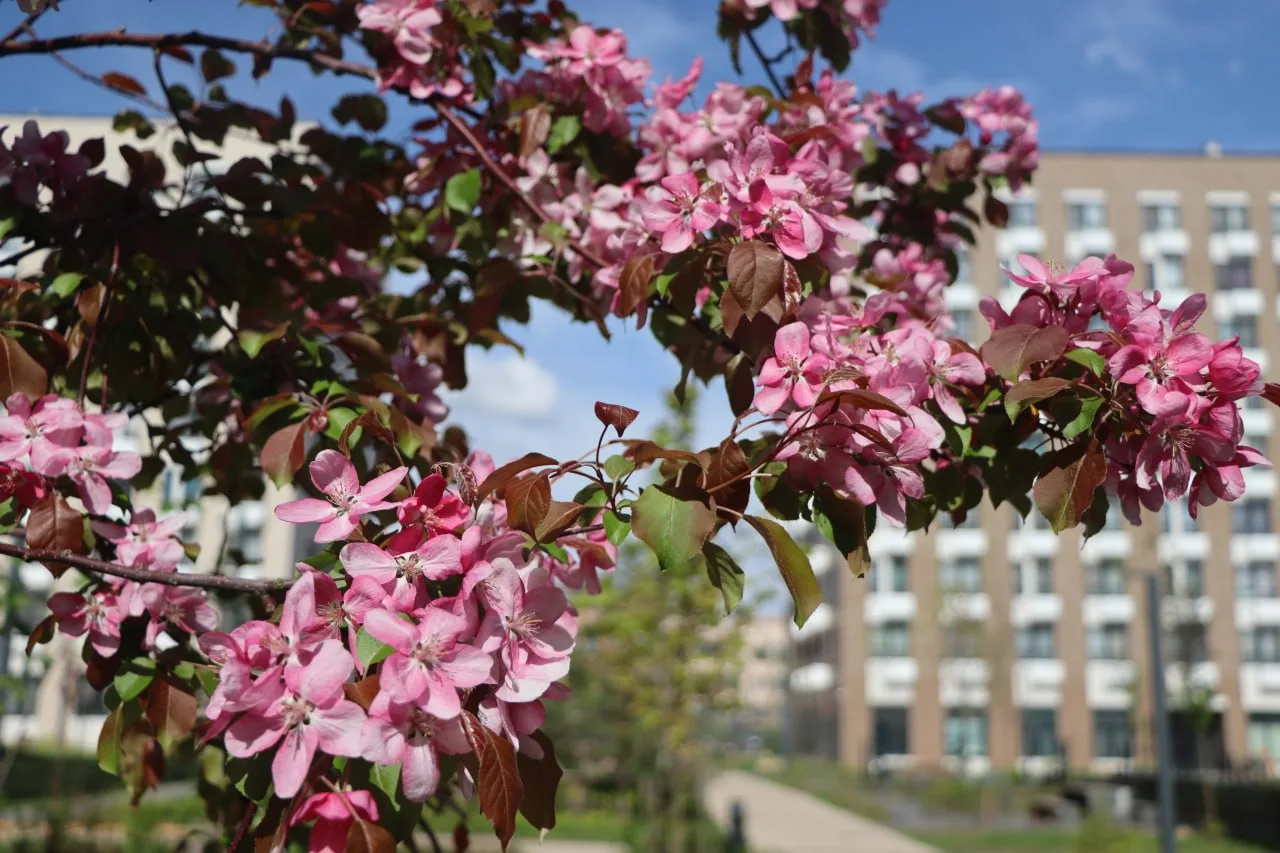 🌸 Розовые облака — в «Ильинских лугах» зацвела яблоня Недзвецкого  📸: Андрей Лиховод  Хороших выходн