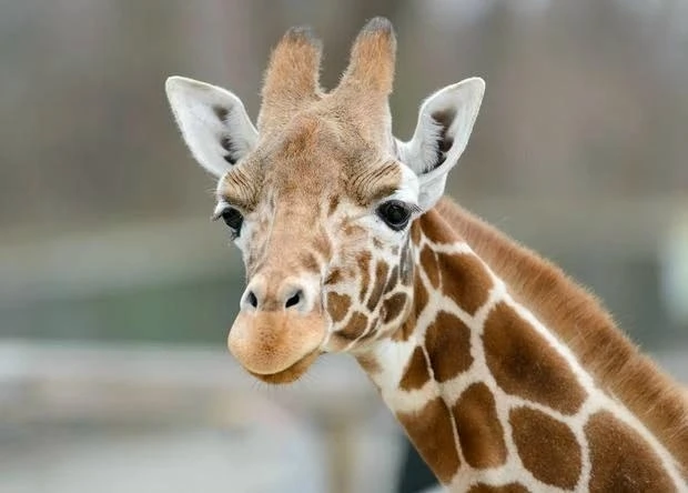 🦒 В казанский зоопарк привезут жирафов