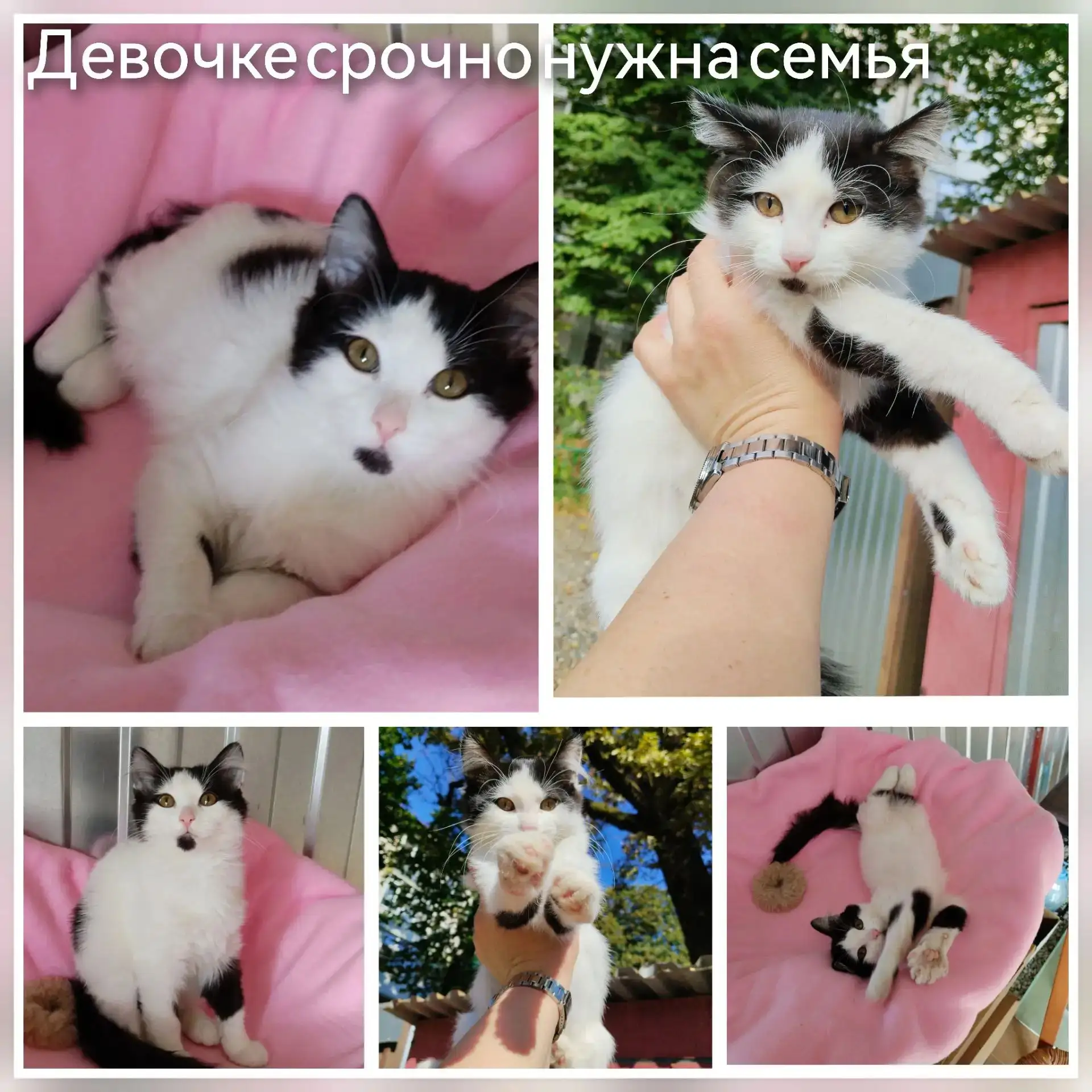 Замечательная девочка в поиске семьи. Выбросили в коробке к дороге. Пишите, звоните. От...