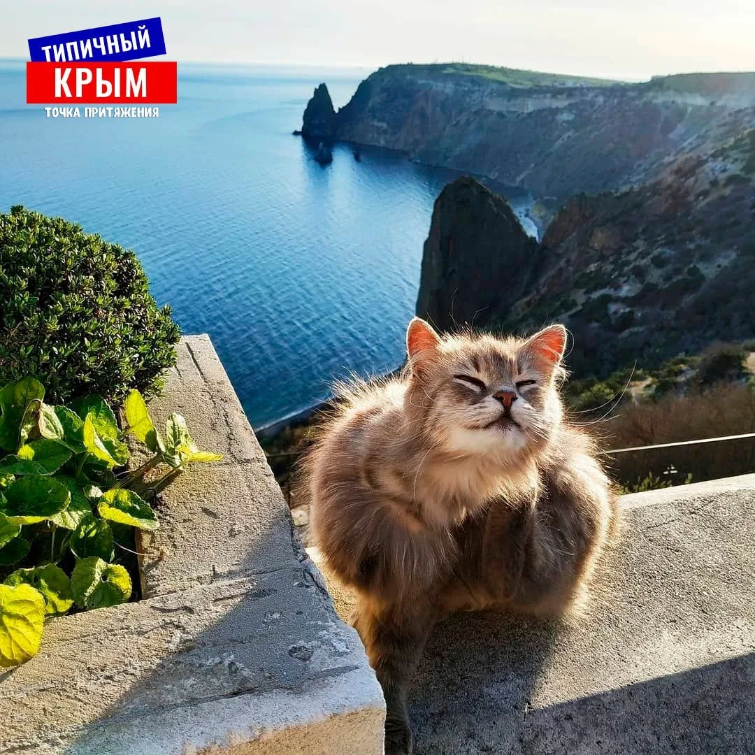 😻На этом фото прекрасно всё!
