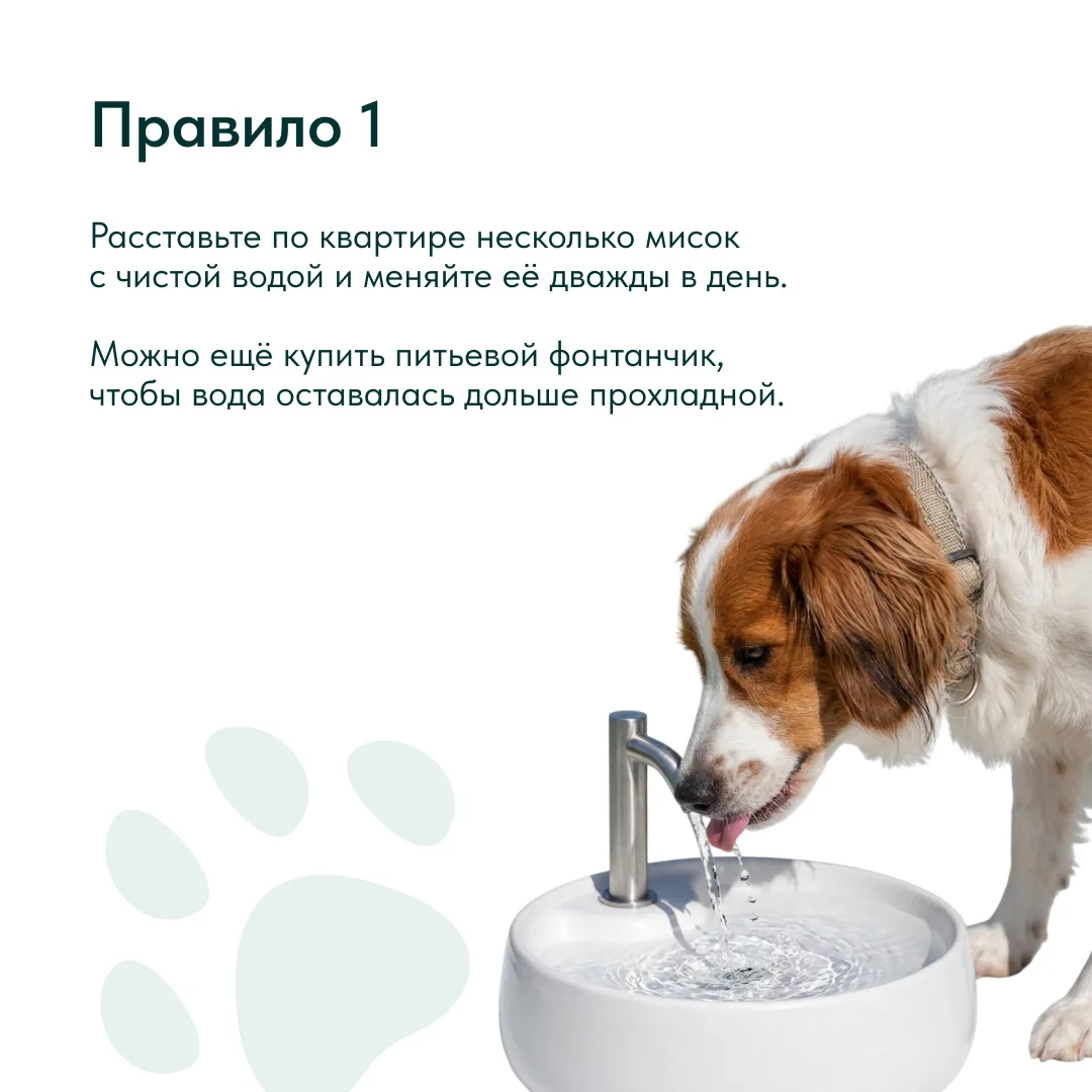 Наступило лето, а значит, пора позаботиться о комфорте наших хвостиков. Собаки и кошки ...