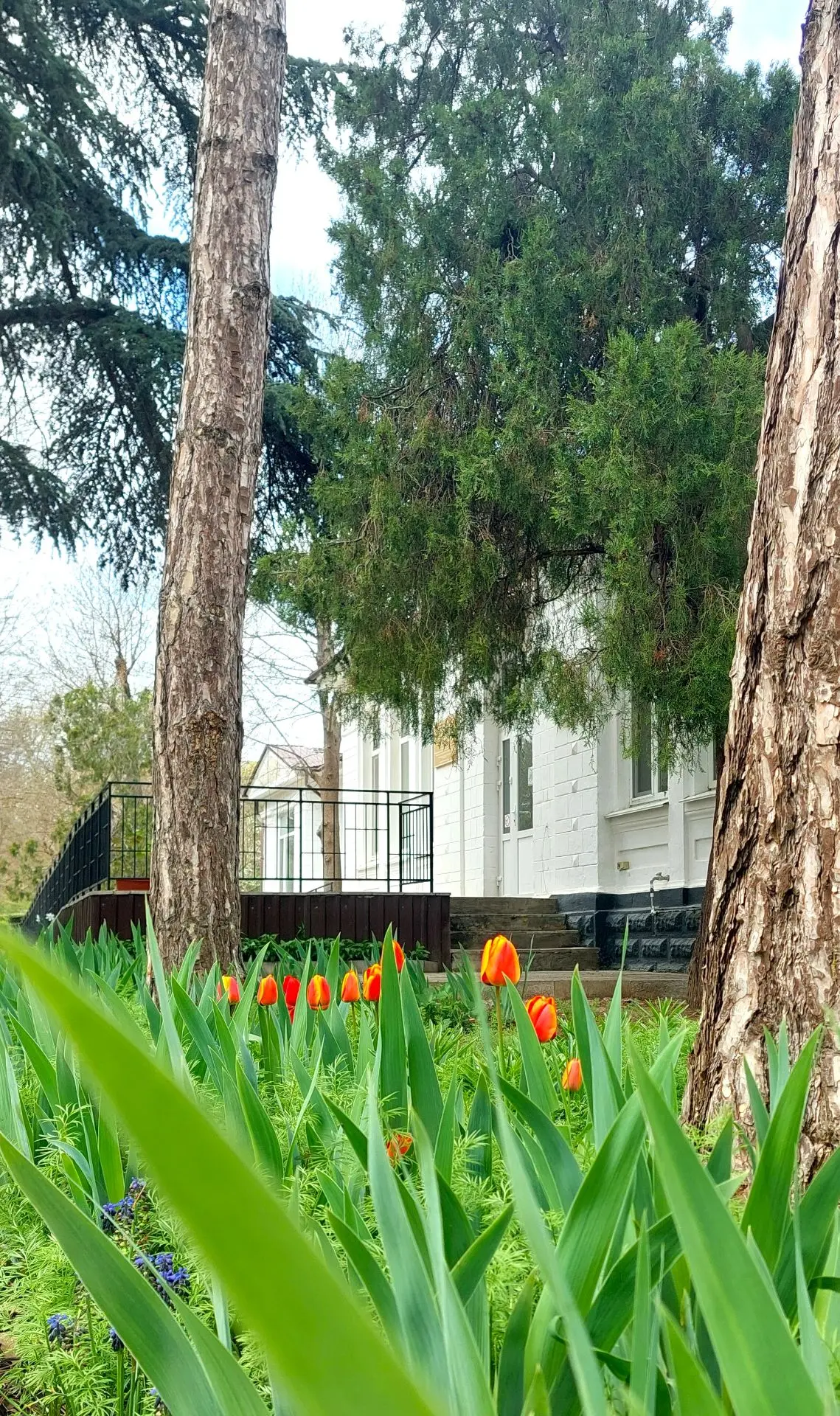🌷🔥