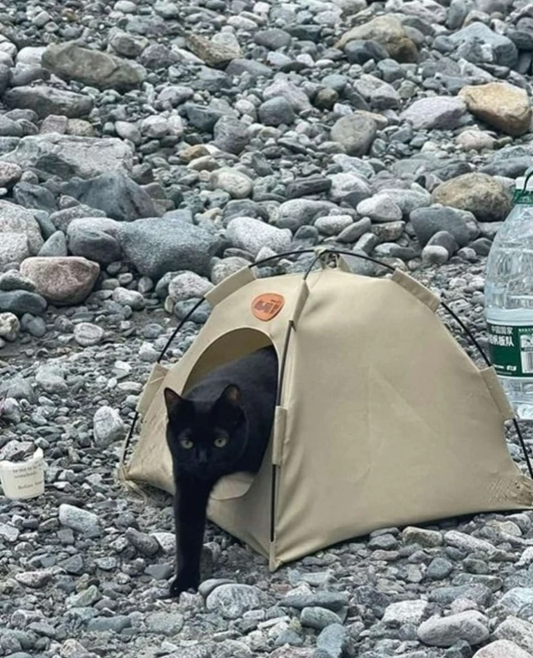 В поход с котом)