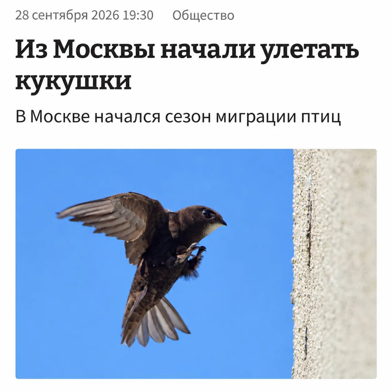 Массовый отлёт кукушек начался в Москве.