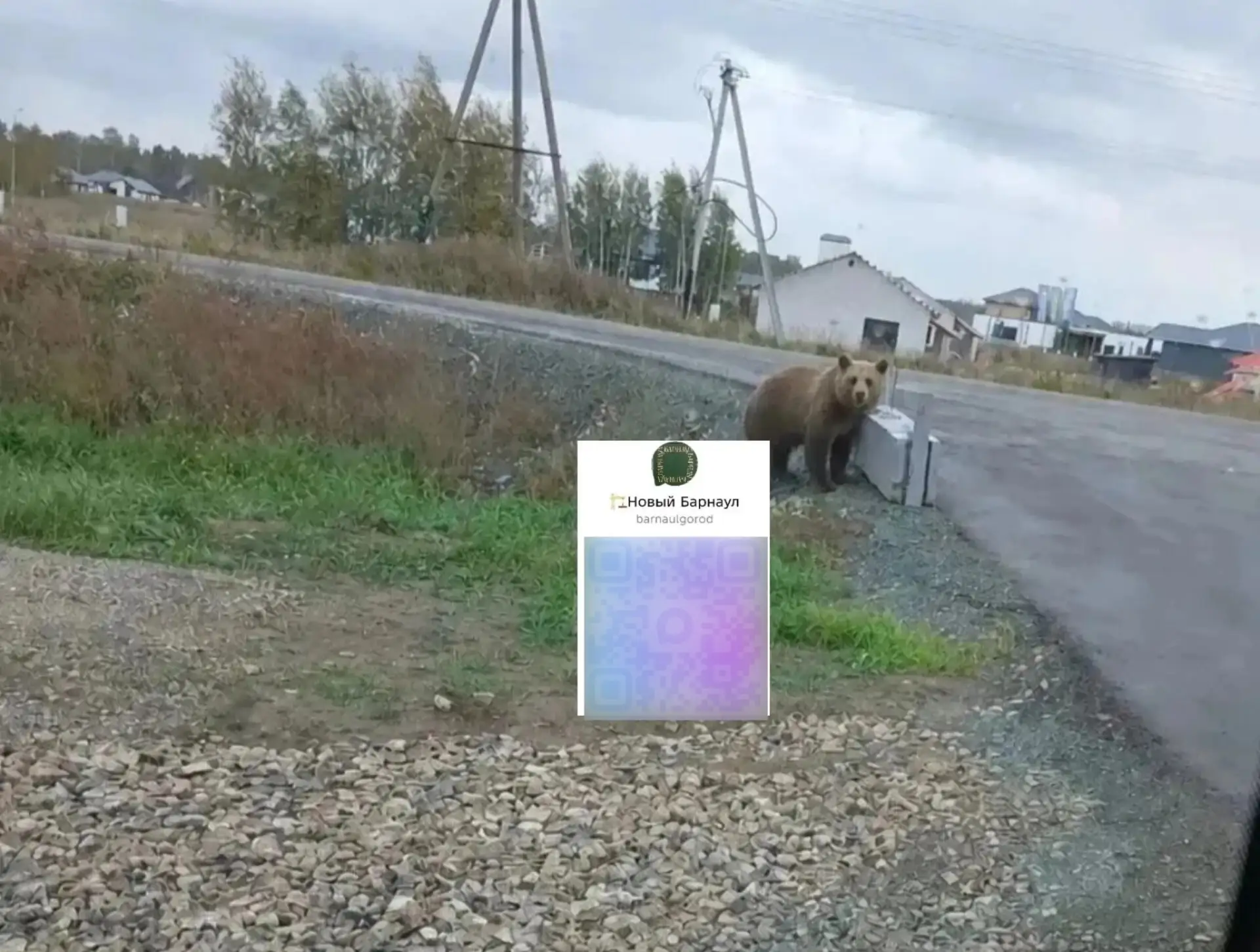 🐻 Медвежонка заметили у дороги в Фирсово