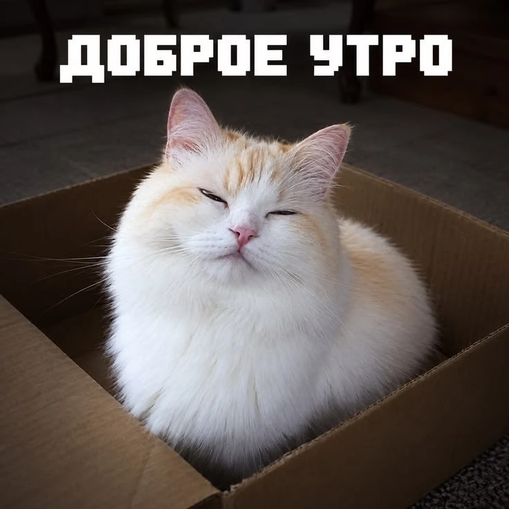 Котаны • подписаться
