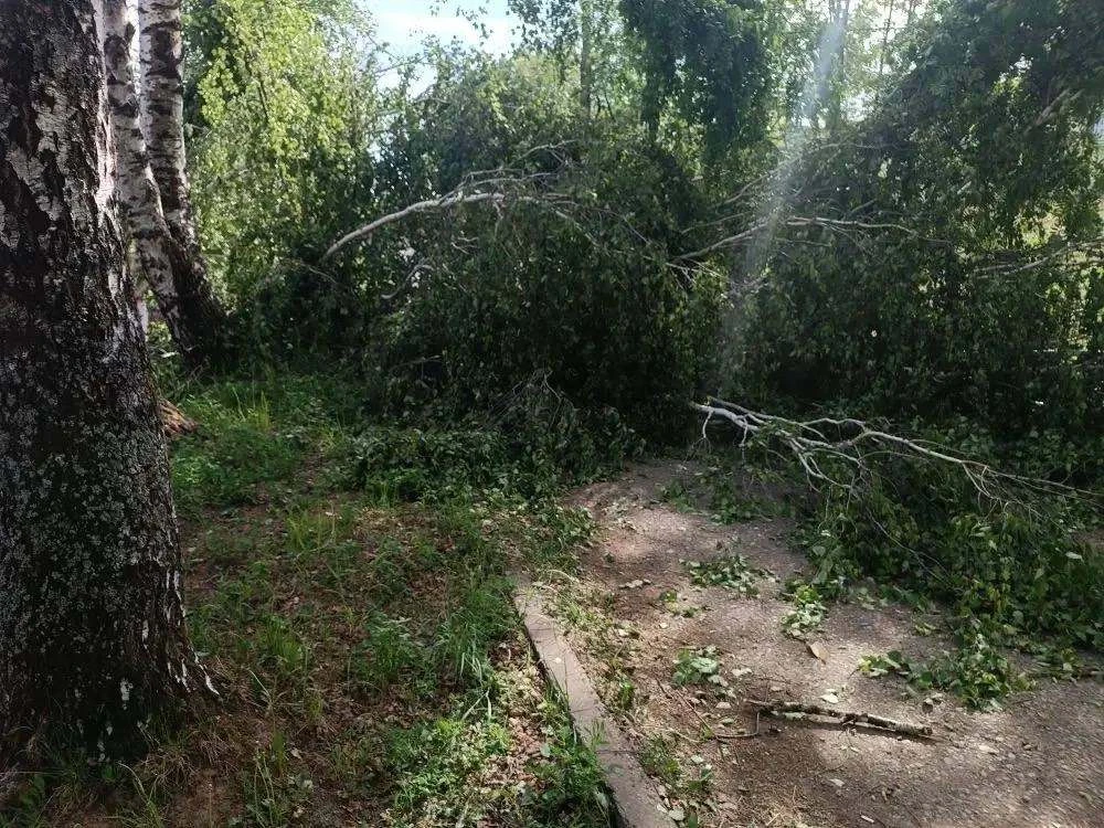 Подростка насмерть завалило упавшими деревьями в Пермском крае  Трагедия произошла из-за сильного ве