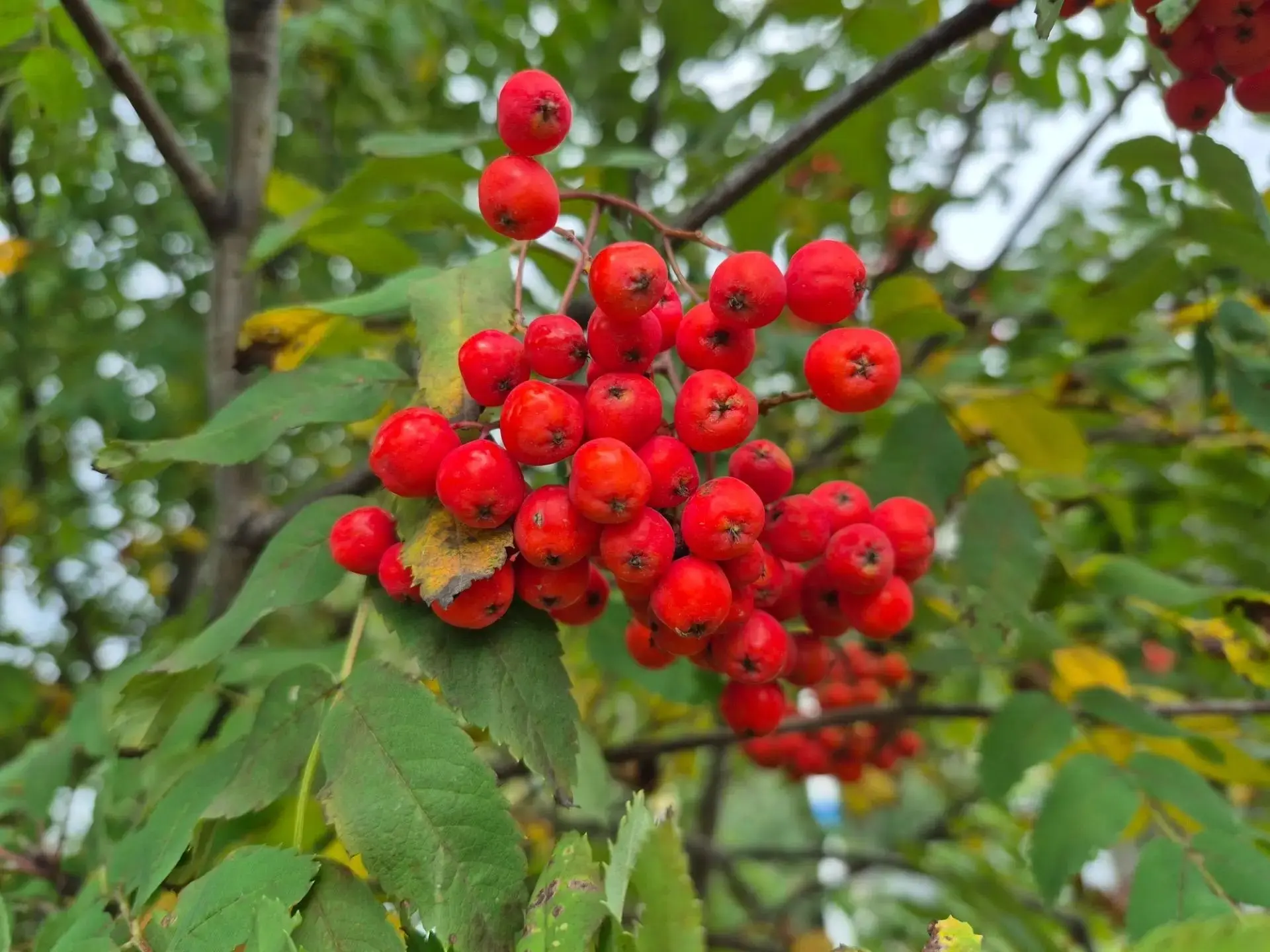 А между тем... кусты рябины алой уже указывают на скорое приближение осени 🍁